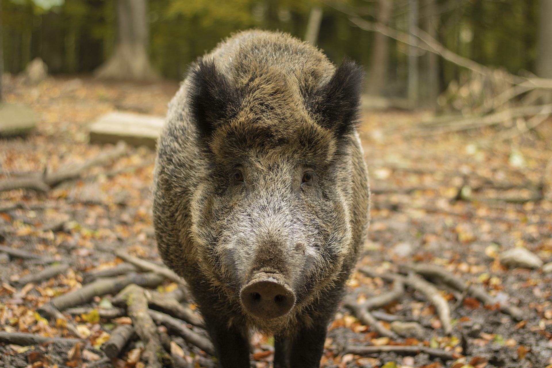 Foto eines Wildschweines im Forschungsprojekt der Tierklinik am fzmb Bad Langensalza